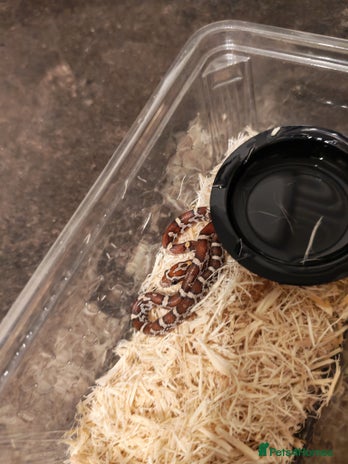 Python Snake reptiles - Advert 5