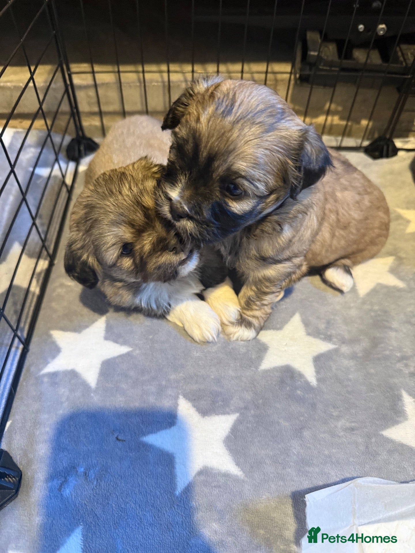 Mixed Breed dogs Four beautiful Peki-a-tease  puppies 🐶  - Advert 11