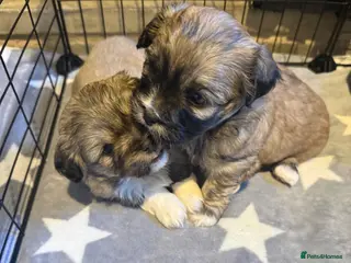 Mixed Breed dogs Four beautiful Peka-tease puppies 🐶 - Advert 16