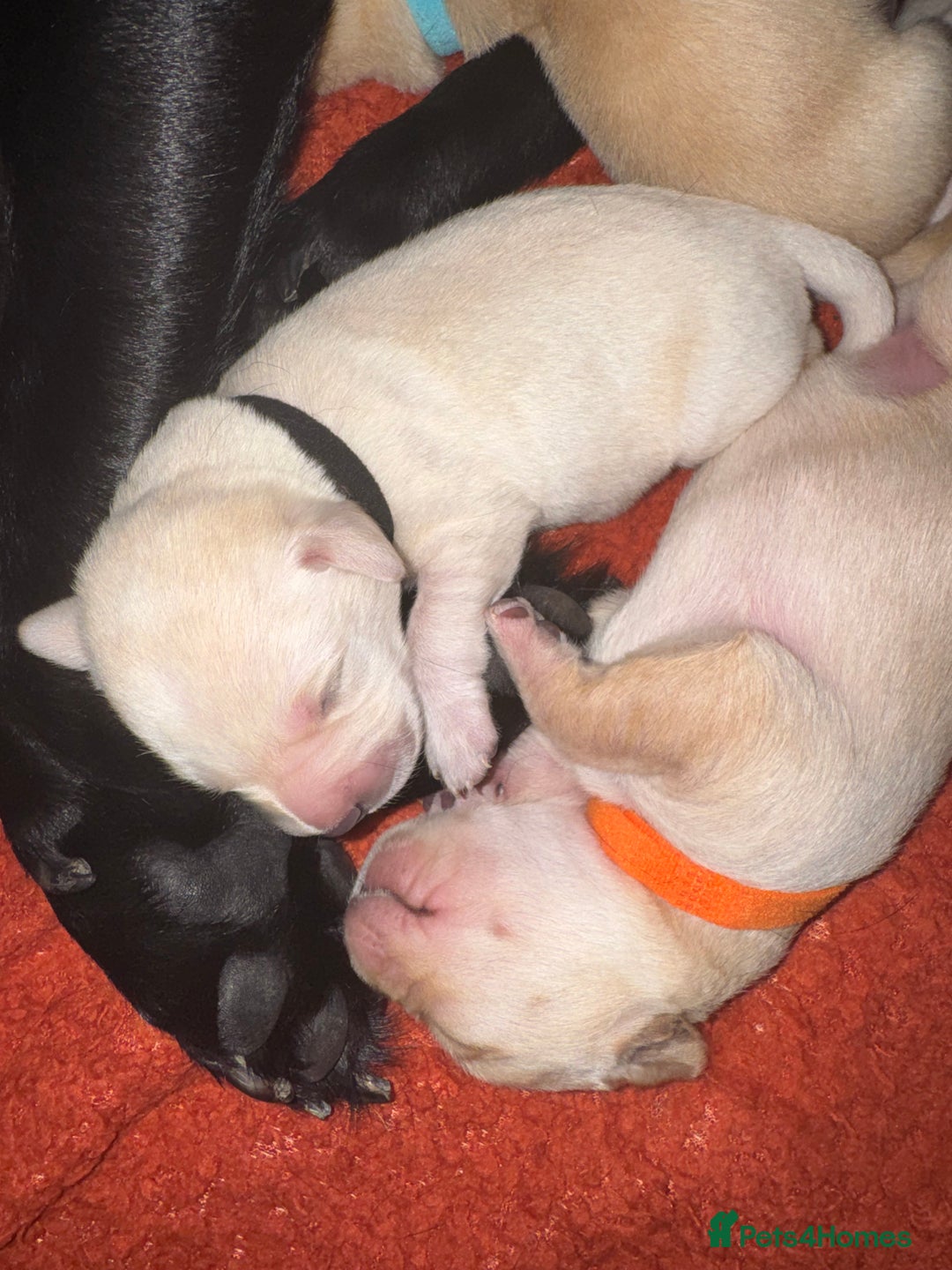 Labrador Retriever dogs for sale: 6 Sweet Labrador Puppies  - Advert 3