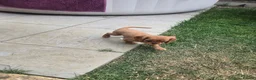 Cavalier King Charles Spaniel dogs for sale: Beautiful pups - Advert 13