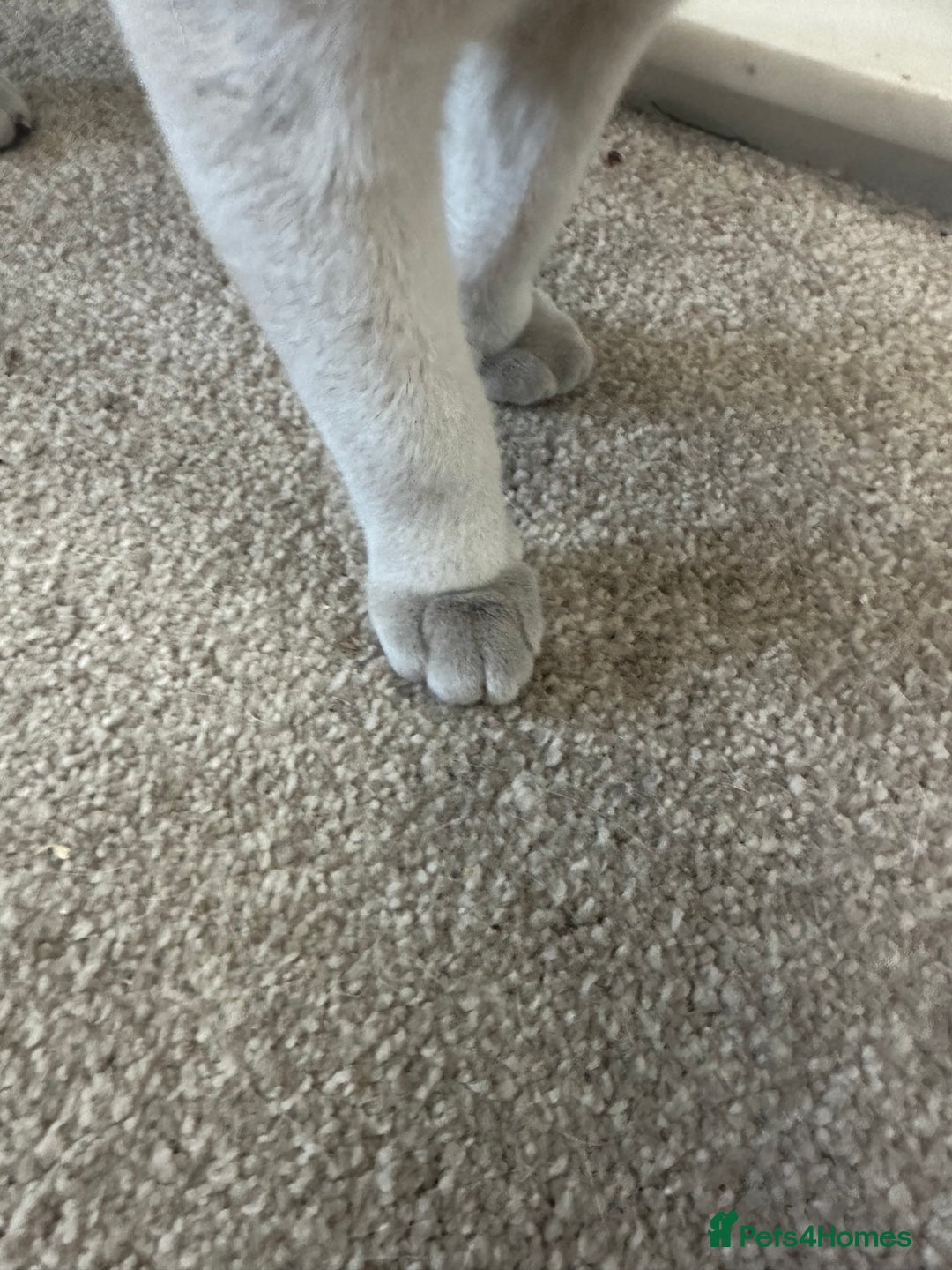 Burmese cats for sale: Beautiful male pedigree Lilac Burmese kitten - Advert 8