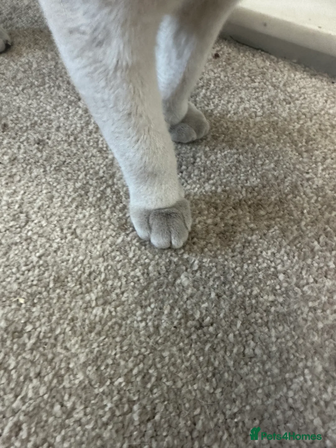 Burmese cats for sale: Beautiful male pedigree Lilac Burmese kitten - Advert 8