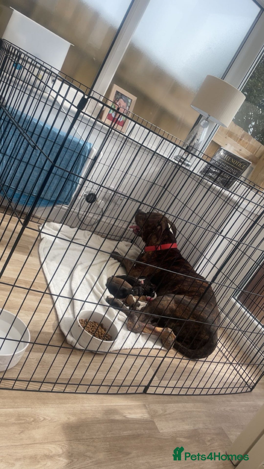 Mixed Breed dogs for sale: Cockerbull puppies  - Image 2