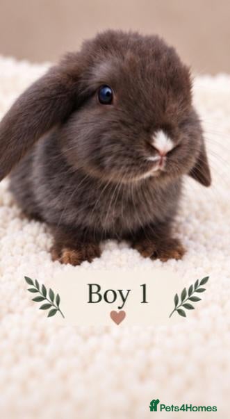 Mini Lion Lop rabbits Beautiful Mini Lionlop Babies – 1 Boy available - Advert 3
