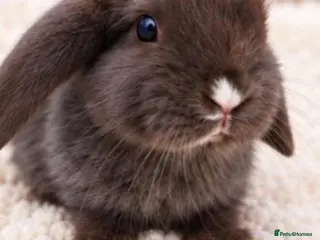 Mini Lion Lop rabbits Beautiful Mini Lionlop Babies – 1 Boy available - Advert 3