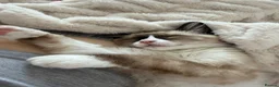 Ragdoll cats for sale: Ragdoll Kitten - Advert 6