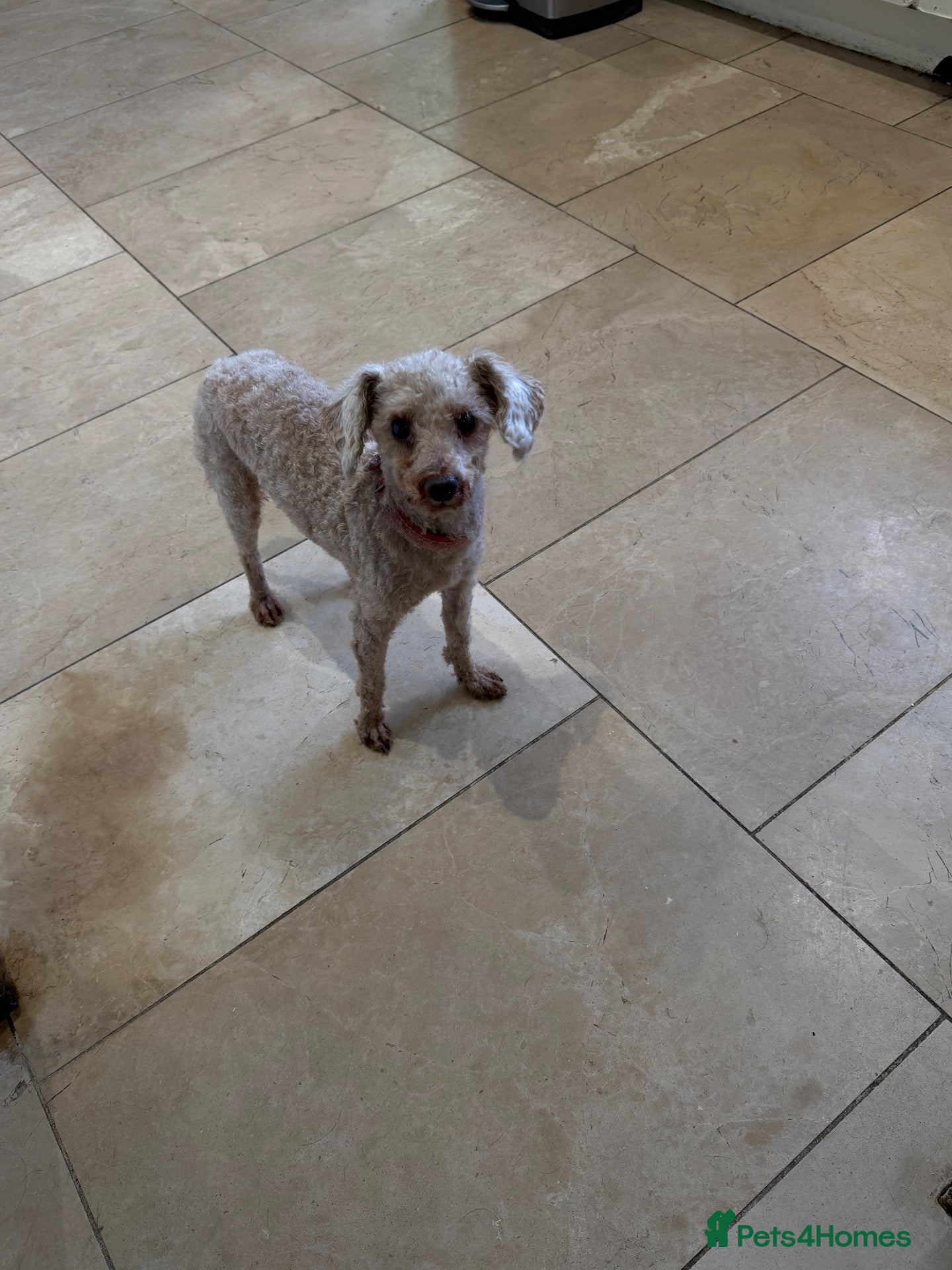 Poodle dogs Kc toy poodle  - Advert 4