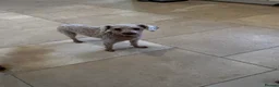 Poodle dogs for sale: Kc toy poodle  - Advert 1