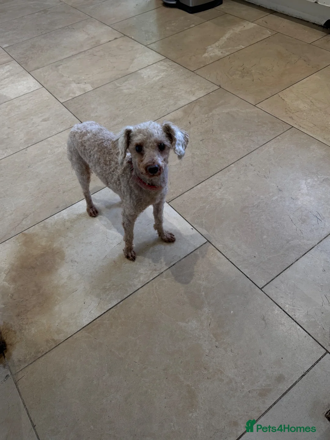 Poodle dogs for sale: Kc toy poodle  - Advert 1