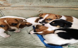 Jack Russell dogs for sale: Jack Russell puppies  - Image 5