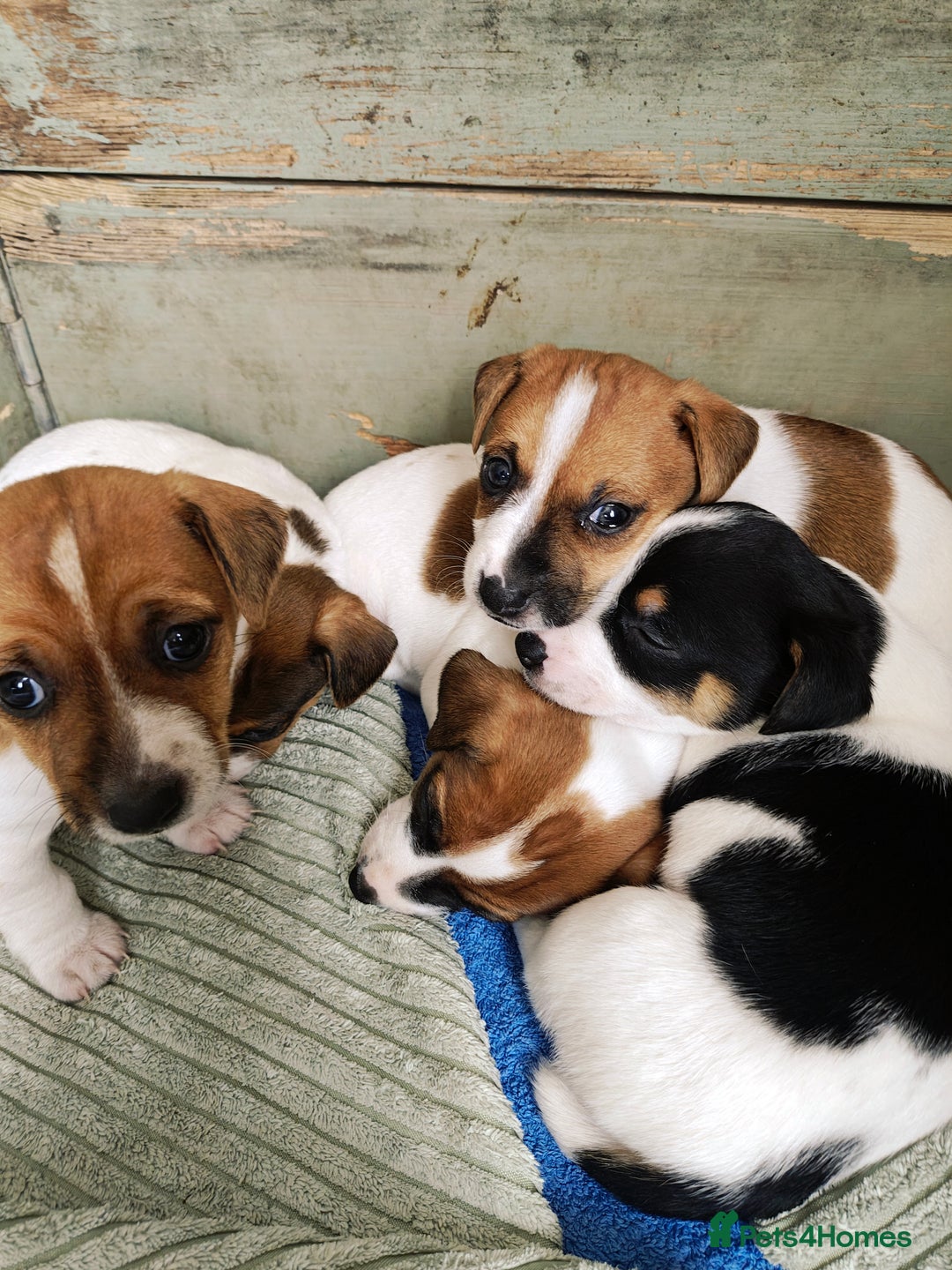 Jack Russell dogs for sale: Jack Russell puppies  - Image 5
