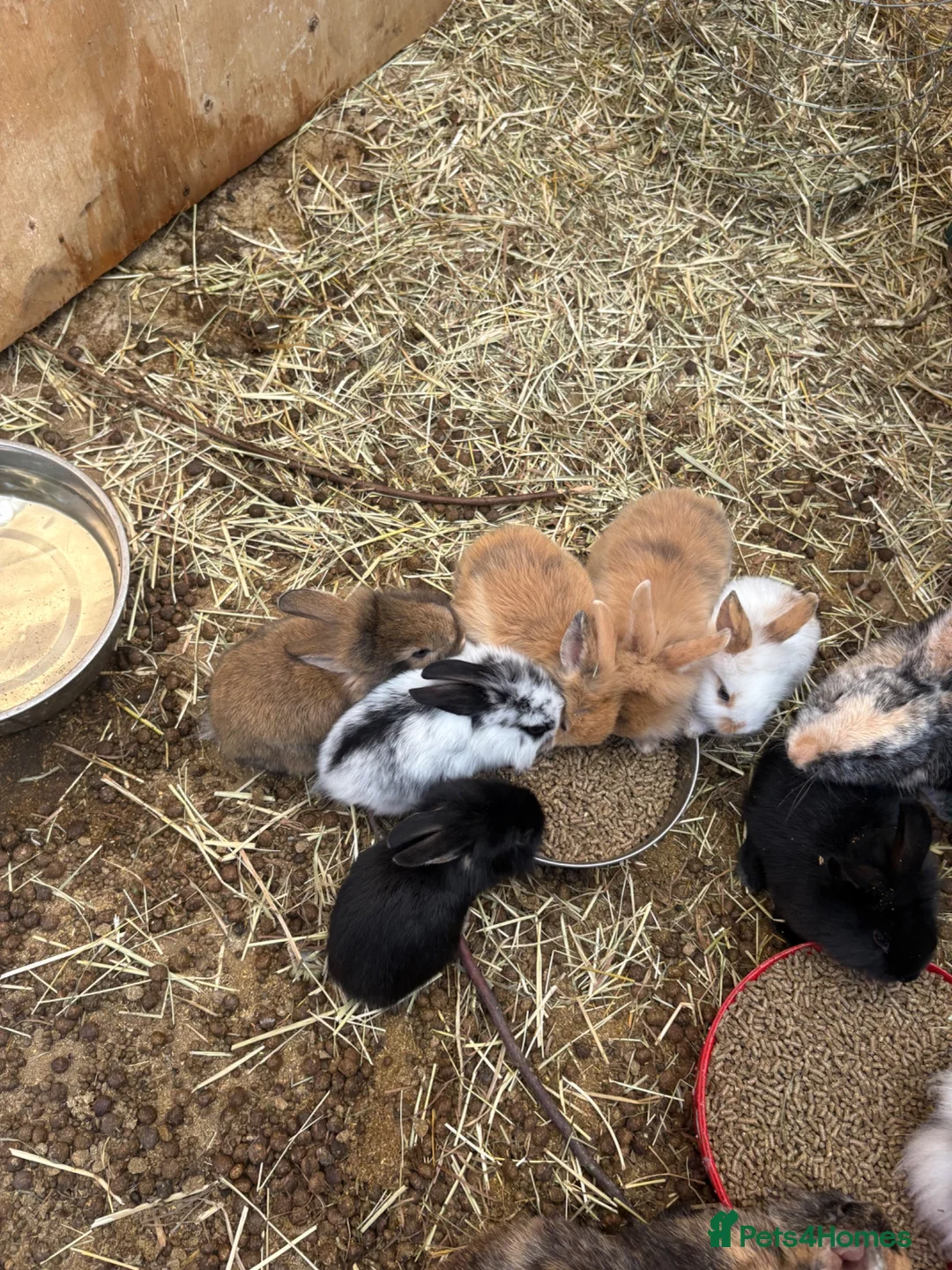 Lionhead rabbits for sale: Rabbits for sale £40 - Advert 2