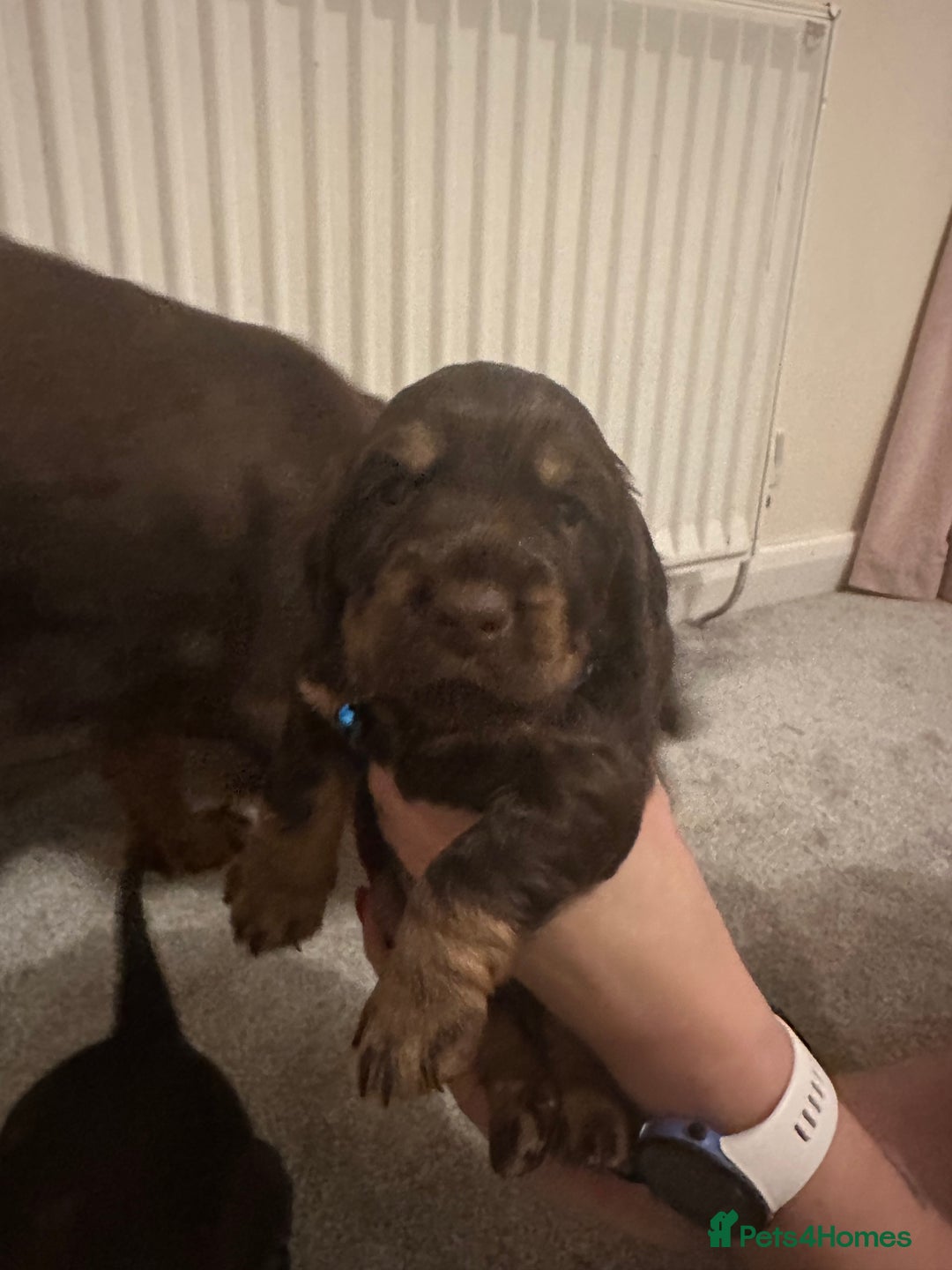 Cocker Spaniel dogs for sale: Cocker Spaniel Puppies- ready 17/12/25 - Advert 5