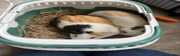 Guinea Pig rodents for sale: 2 Female Guinea pig sisters - Advert 29