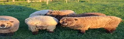 Sheep livestock for sale: Coloured Ryeland Sheep - Advert 5