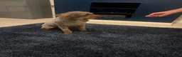 Miniature Poodle dogs for sale: Miniature poodle 3 years old.  - Advert 4