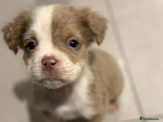 Old Tyme Bulldog dogs Olde English Fluffy bulldog puppies - Advert 6