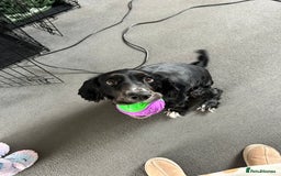 Cocker Spaniel dogs for sale: Cocker Spaniel for sale  - Image 3