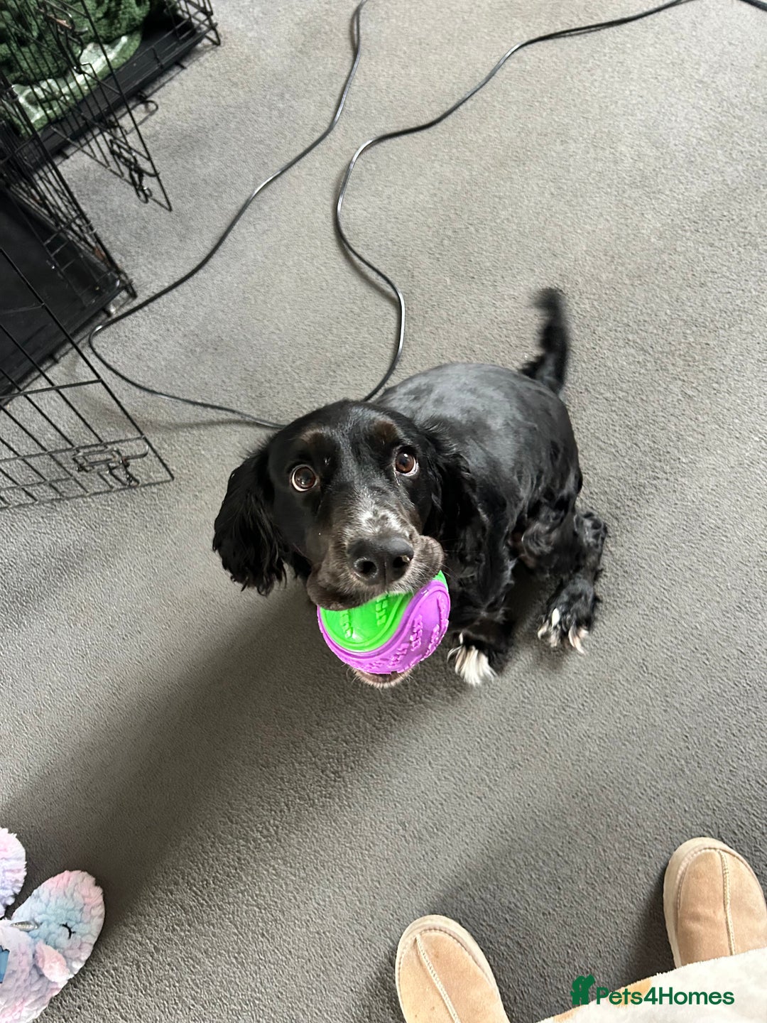 Cocker Spaniel dogs for sale: Cocker Spaniel for sale  - Image 3