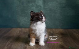 British Longhair cats for sale: ADORABLE DOG AND HOOVER PROOF KITTENS - Image 6