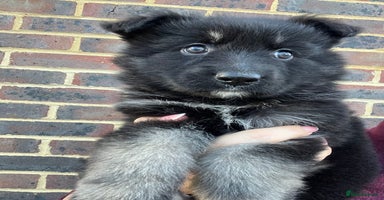 German Shepherd dogs - Advert 2