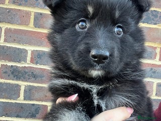 German Shepherd dogs - Advert 29