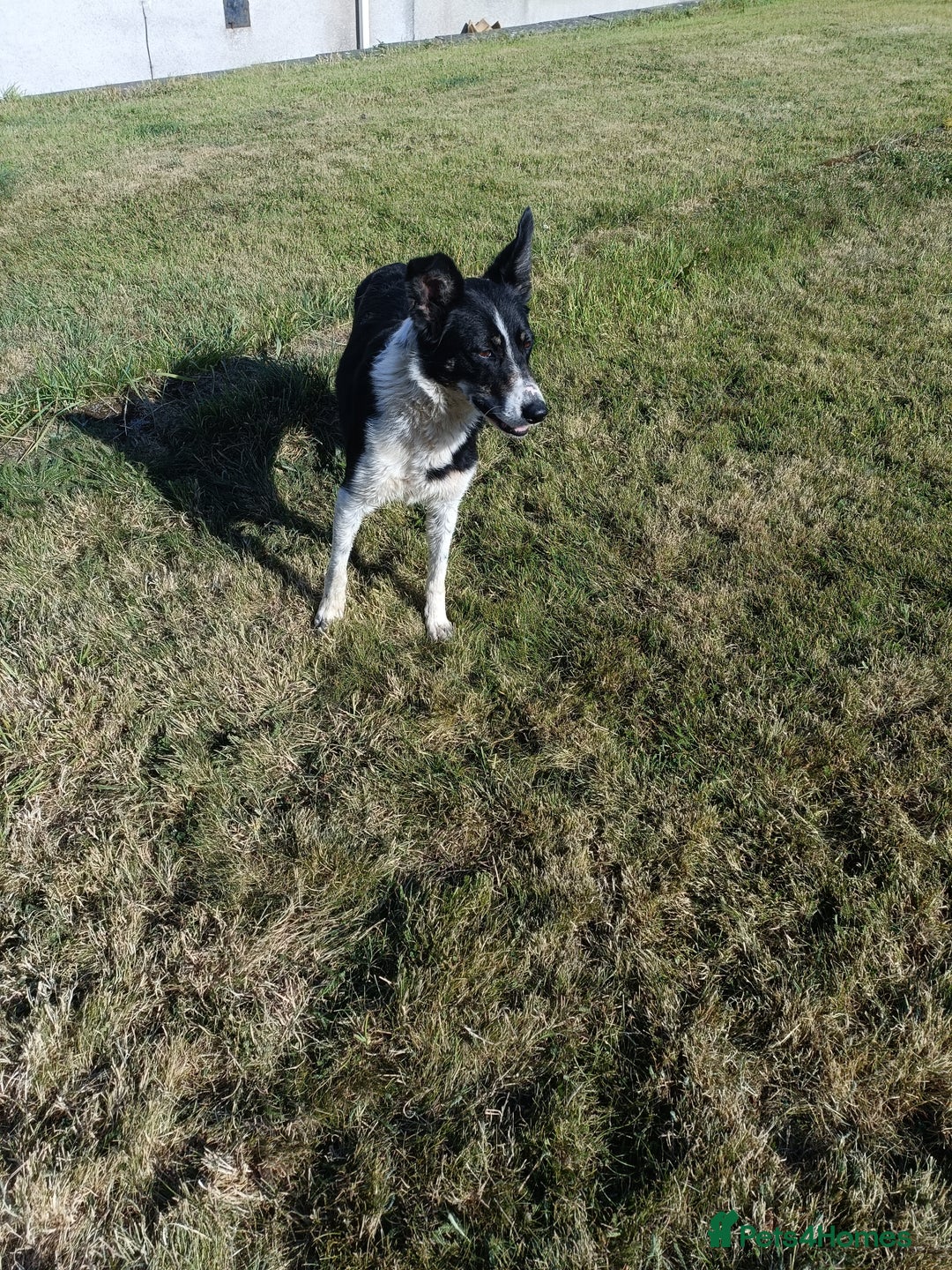 Border Collie dogs for sale: Border Collies for sale - Image 4