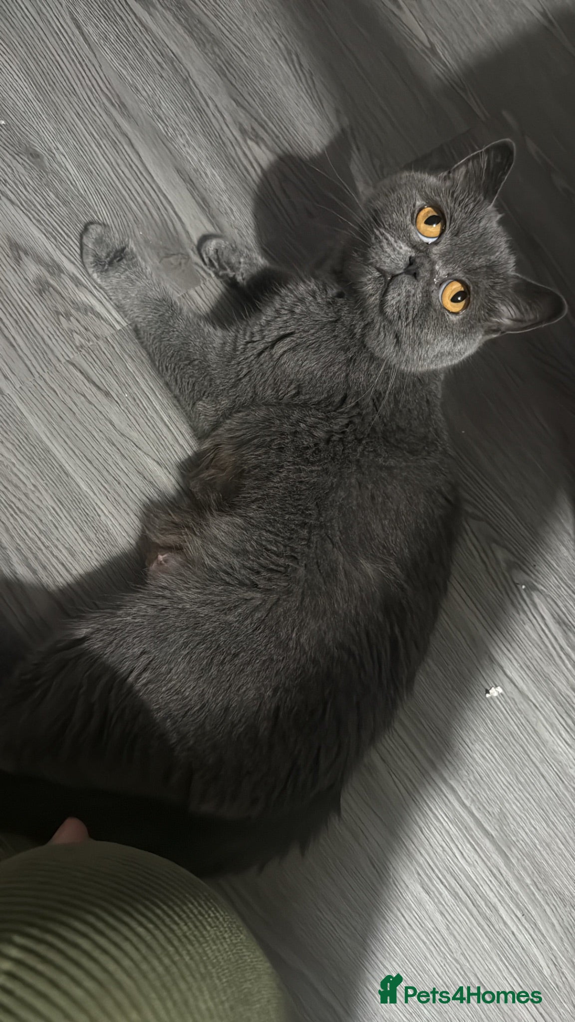 Mixed Breed cats BSH Mixed Breed - Advert 4