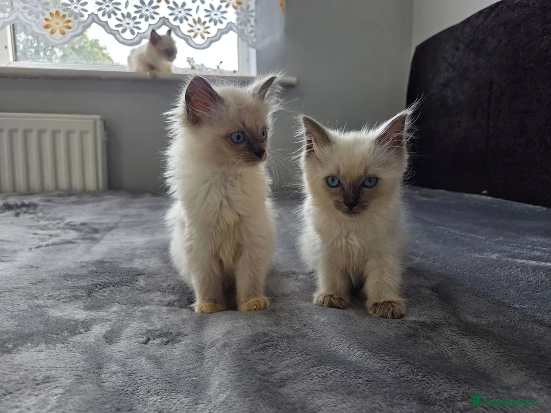 Ragdoll cats for sale: Purebred Ragdoll Kittens, Ready to Go - Advert 2