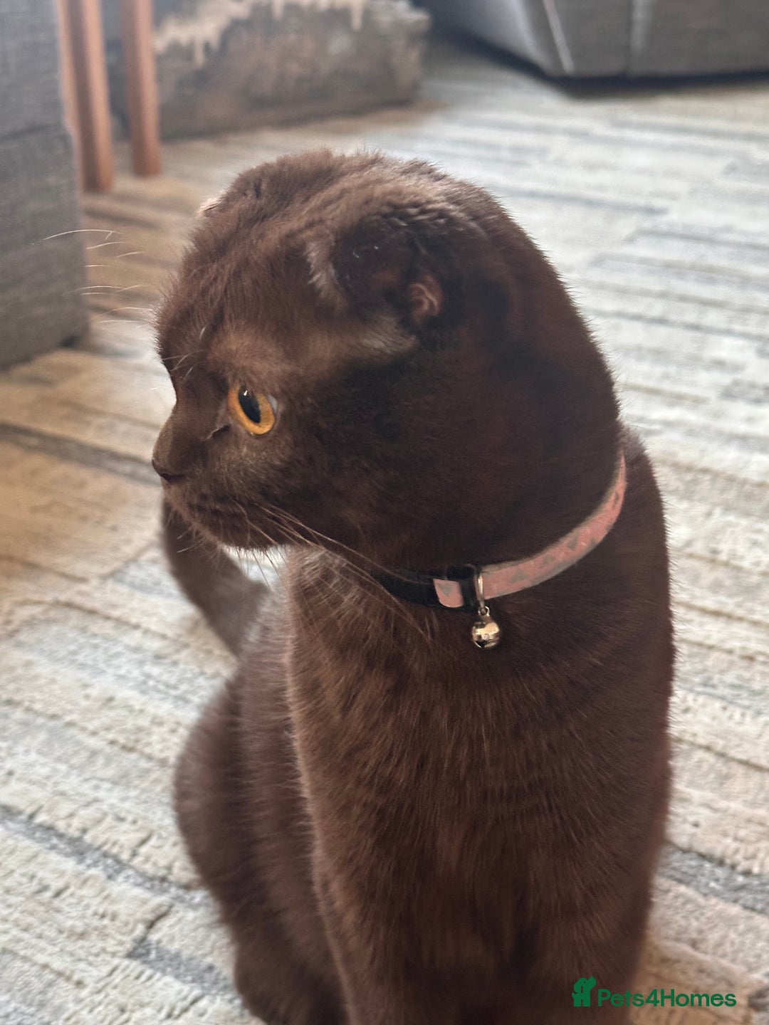 Scottish Fold cats for sale: Adorable Scottish Fold kittens, chocolate & Blue❤️ - Advert 2