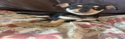 Chihuahua dogs for sale: 5 Beautiful Chihuahua Puppies For Sale  - Advert 19