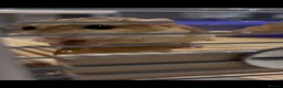 Gerbil rodents for sale: Duprasi gerbil  in Hull - Advert 2