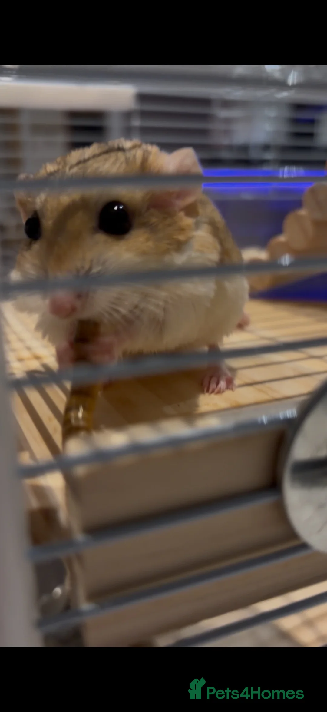 Gerbil rodents for sale: Duprasi gerbil  in Hull - Advert 2