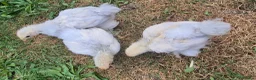 Chickens poultry for sale: Trio of Porcelain Pekin Bantams  - Advert 3