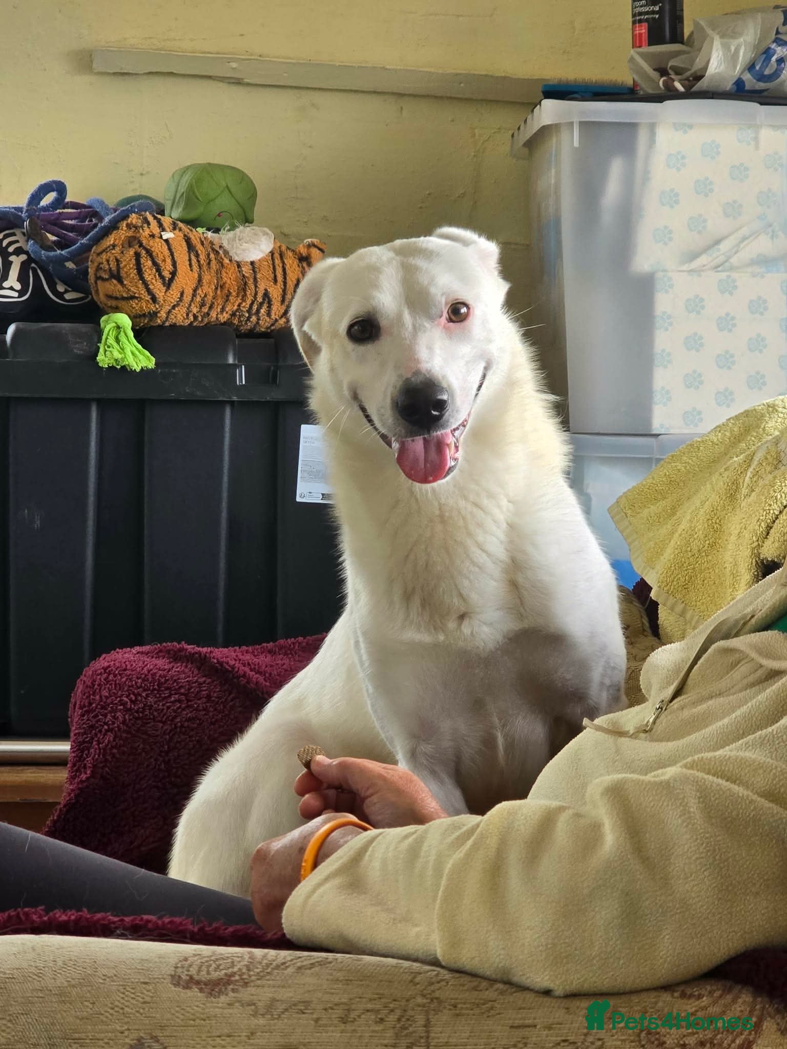Mixed Breed dogs HUGO - Please pick me 💙 - Advert 3