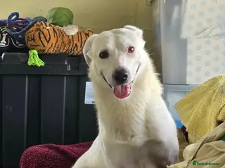Mixed Breed dogs HUGO - Please pick me 💙 - Advert 3