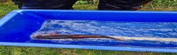 Koi Carp fish for sale: Pond closure - Advert 8