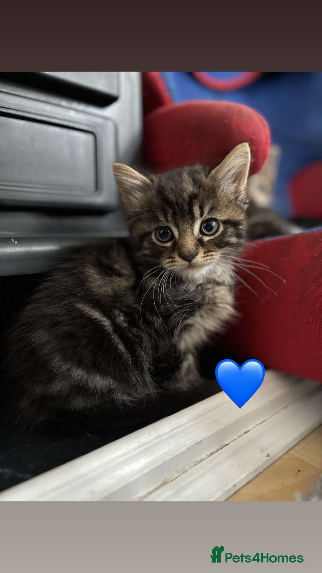British Longhair cats for sale: KITTENS  - Image 4