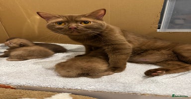British Shorthair cats - Advert 7