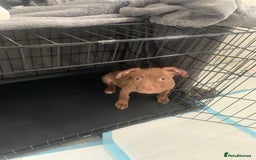 American Bull Staffy dogs for sale: 3 months Staffy X pit bull  - Image 4