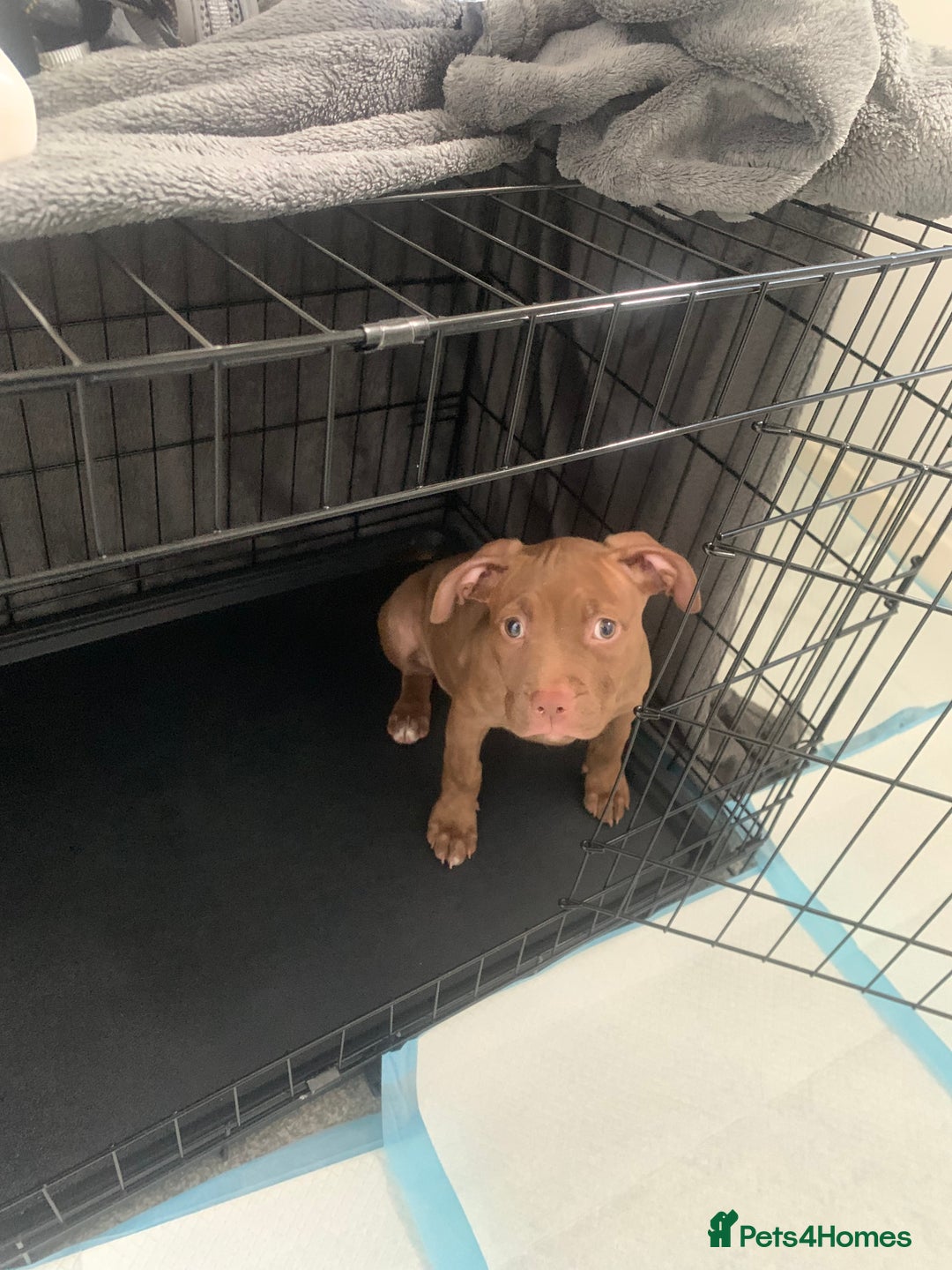 American Bull Staffy dogs for sale: 3 months Staffy X pit bull  - Image 4