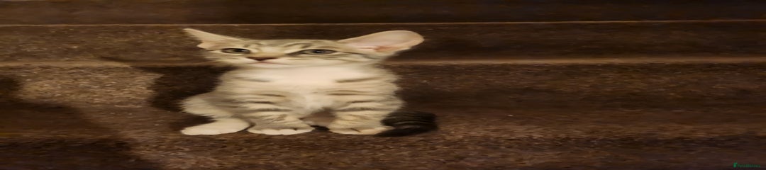 Mixed Breed Kitten 5