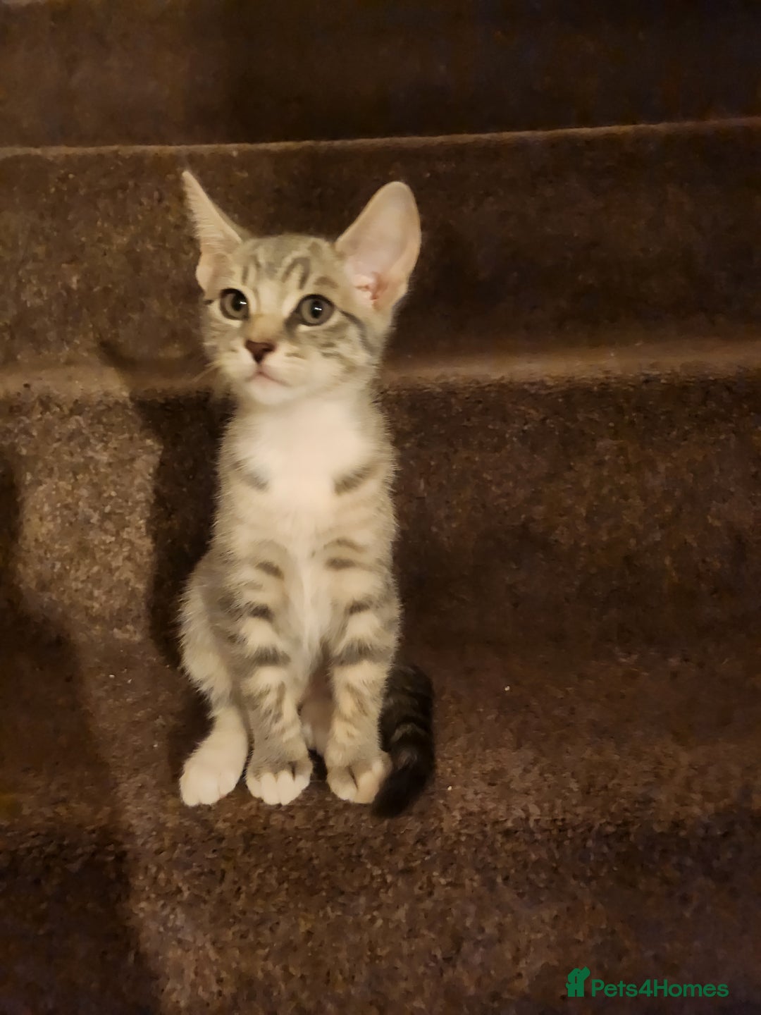 Mixed Breed cats for sale: Kittens  - Image 21