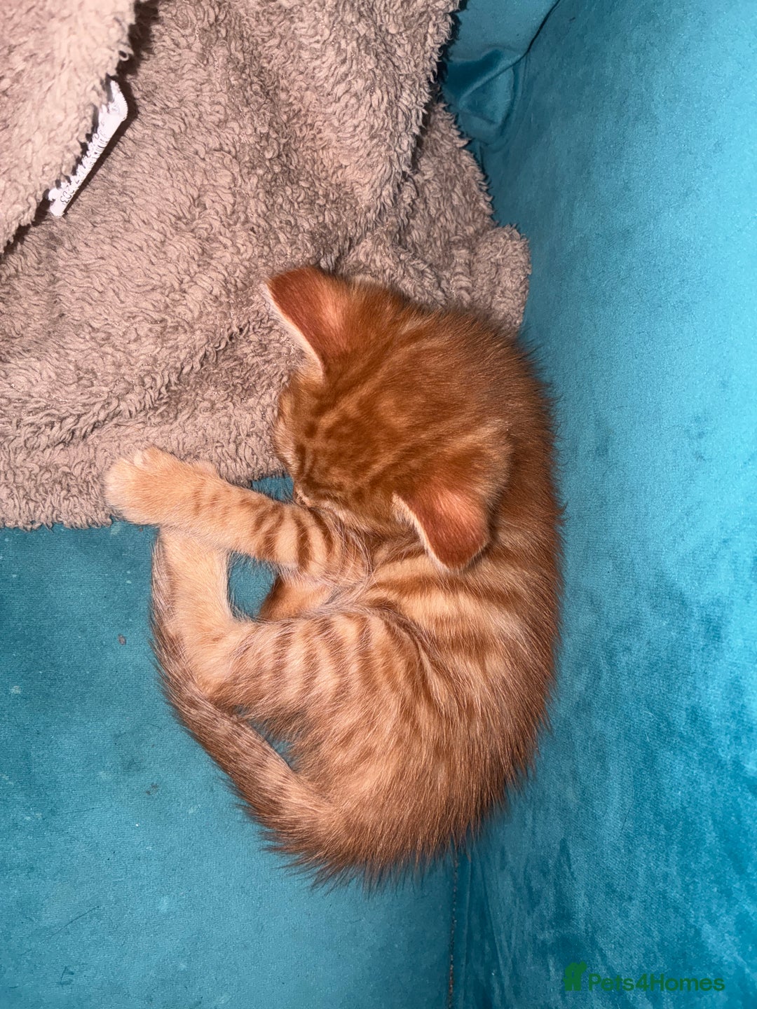 Domestic Shorthair cats for sale: Beautiful ginger & tabby kittens available 20 Dec - Advert 10
