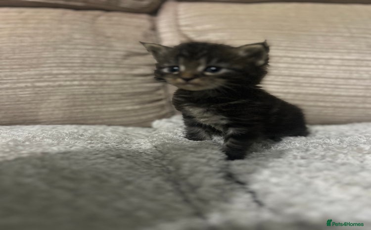 Maine Coon cats - Advert 3
