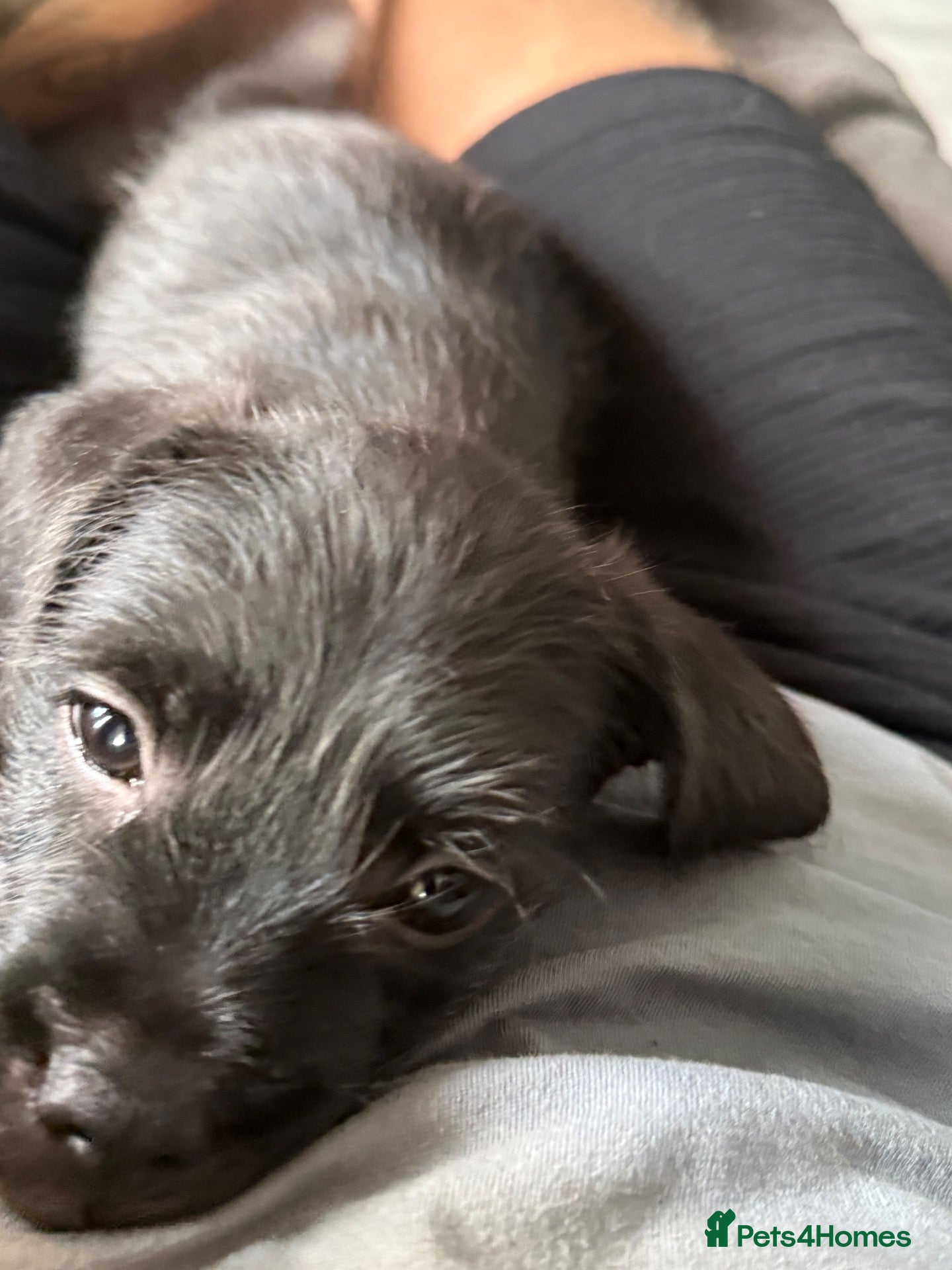 Mixed Breed dogs Ready Now LAST BOY French bulldog x cockapoo - Advert 2
