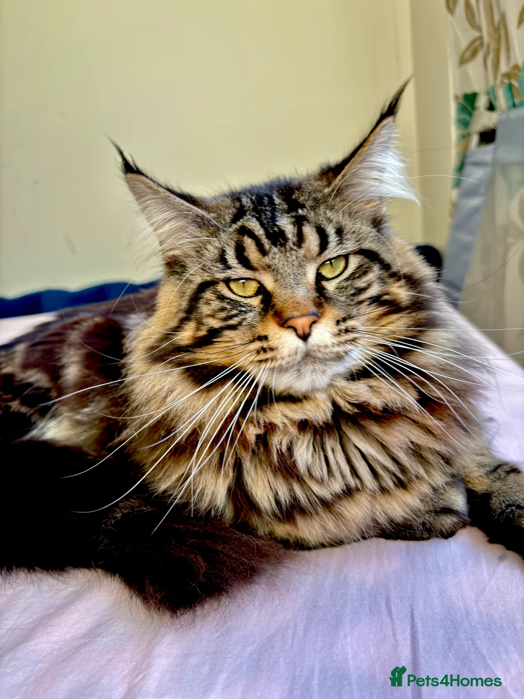 Maine Coon cats for stud: XL Mainecoon For Stud - Advert 1