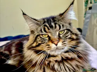 Maine Coon cats XL Mainecoon For Stud - Advert 3