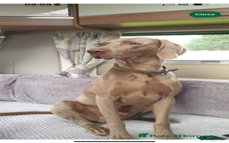Weimaraner dogs for sale: ✨KC Reg Pups from Champion Bloodlines ✨ - Image 9